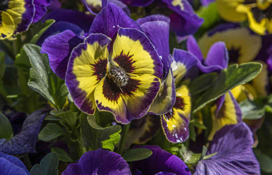 Flores variadas - la Vall Fosca - Lleida - Catalunya 2.jpg